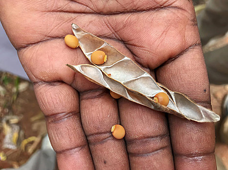 成熟,干燥,扁豆,兵豆,拿着,培育,桑给巴尔岛,坦桑尼亚,非洲