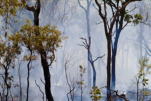 灌丛火灾,森林火灾,西澳大利亚,澳大利亚