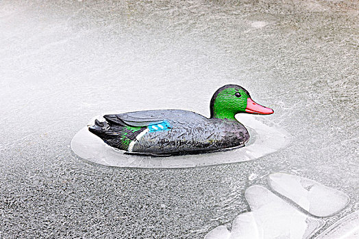 塑料鸭子,冰冻,园池