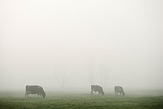 美国,佛蒙特州,母牛,放牧,晨雾