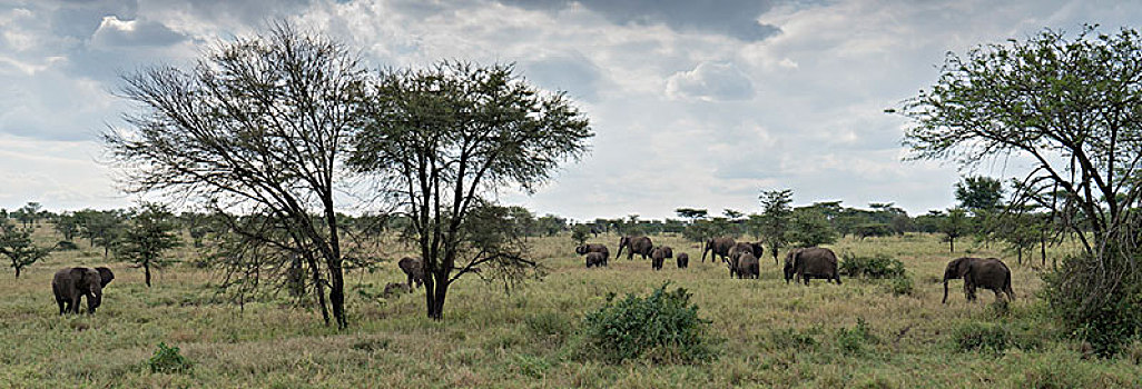 非洲大象002