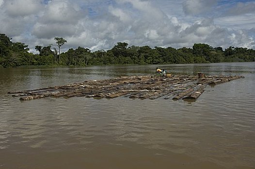 筏子,原木,河,洛雷托,区域,秘鲁