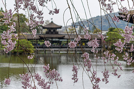 樱花,湖,京都,日本