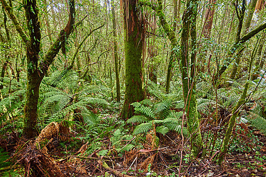 树林,蕨类,奥特韦国家公园,维多利亚,澳大利亚,大洋洲