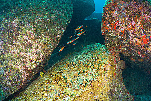深潜,斯米兰群岛国家公园,北方,普吉岛,泰国