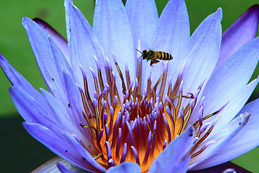 蜜蜂在紫色睡莲上授粉的特写镜头