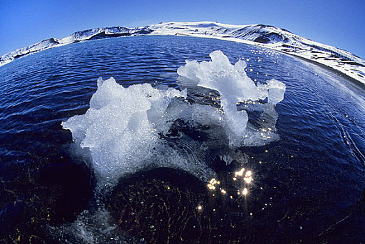 南极,欺骗岛,怪诞,看,块,冰,鱼眼镜头