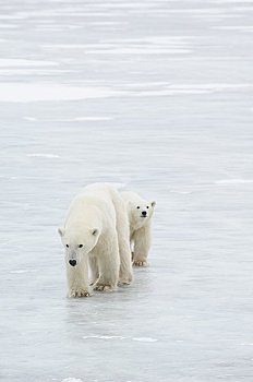 北极熊,走,冰
