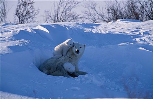 北极熊,母熊,幼兽,休息,雪中,丘吉尔市,加拿大,合成效果,序列