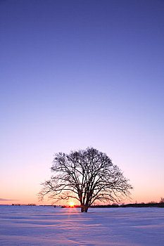 榆树,早晨