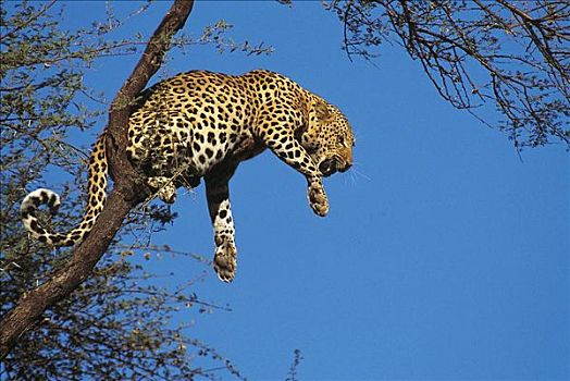 豹,狰狞,猫科动物,树上,哺乳动物,纳米比亚,非洲,动物