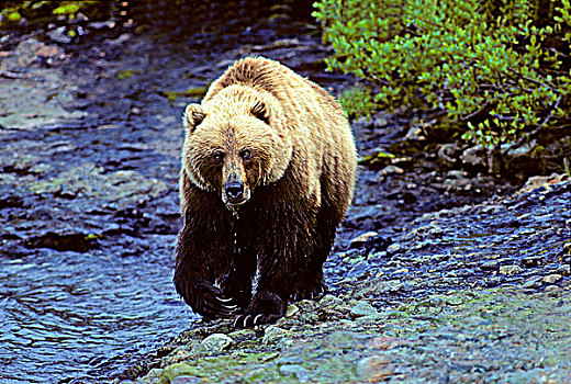 成年,棕熊,走,向上,山谷,河流,床,不列颠哥伦比亚省,加拿大