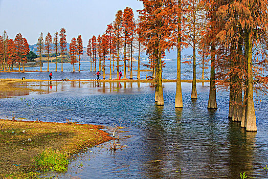 秋色,秋意,水杉,树林