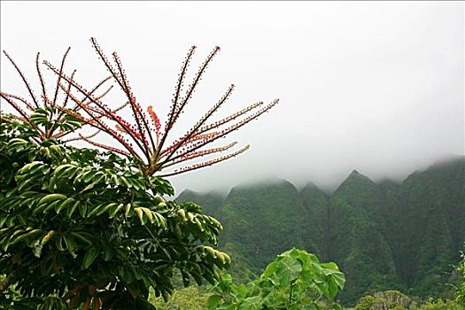 夏威夷,瓦胡岛,章鱼,树,雾,山峦
