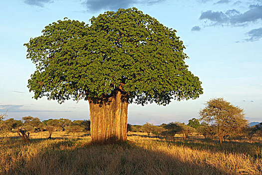猴面包树,树,塔兰吉雷,国家,公园,坦桑尼亚,非洲