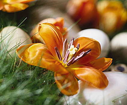 春花,复活节彩蛋