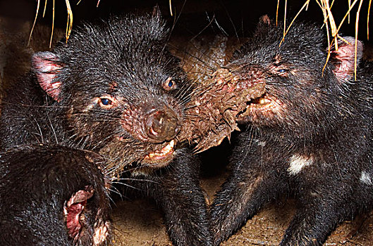 袋獾,三个,争斗,上方,肉,塔斯马尼亚,澳大利亚