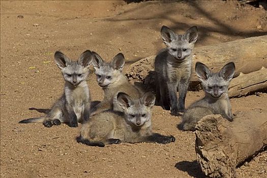 大耳狐,五个,幼仔,非洲,圣地亚哥,野生动物,公园,加利福尼亚