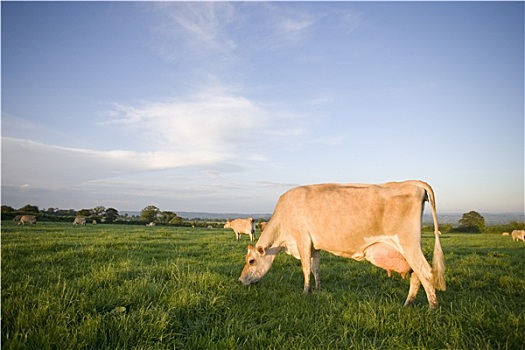 泽西种乳牛,母牛,放牧,乡村,地点
