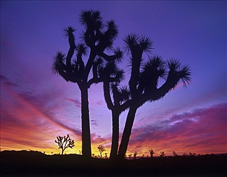 约书亚树,短叶丝兰,日出,靠近,鹌鹑,春天,约书亚树国家公园,加利福尼亚