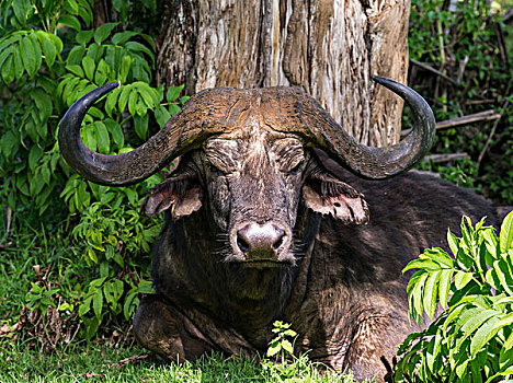非洲水牛,南非水牛,树林,肯尼亚,非洲,大幅,尺寸