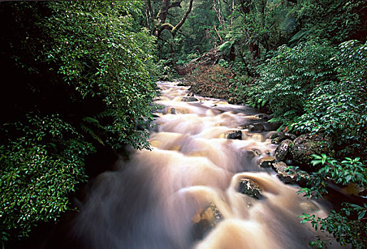 新西兰,南岛,河流,流动,温带雨林