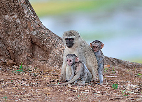 黑长尾猴,两个,幼兽,雄性,克鲁格国家公园,南非,非洲