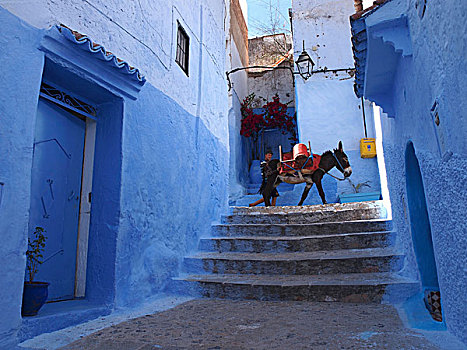 一个,男人,驴,蓝色,小巷,麦地那,舍夫沙万,摩洛哥