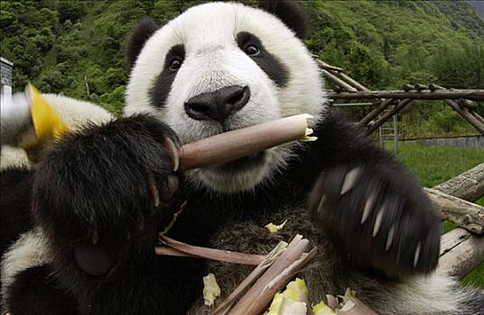 大熊猫,特写,幼兽,熊猫,学习,吃,竹子,中国,研究中心,卧龙自然保护区
