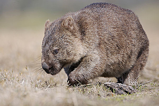 袋熊,成年,走,塔斯马尼亚,澳大利亚