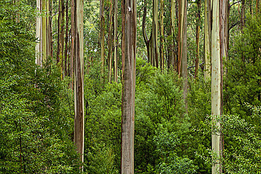 桉树,树林,奥特韦国家公园,维多利亚,澳大利亚