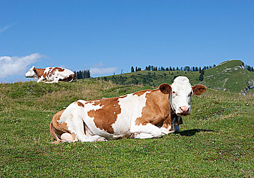 母牛,草场,萨尔茨卡莫古特,萨尔茨堡州,奥地利,欧洲