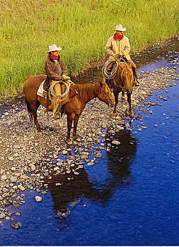 牛仔,马,河流,道格拉斯湖牧场,不列颠哥伦比亚省,加拿大