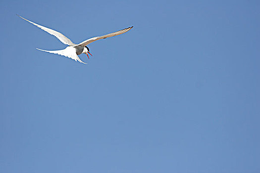 北极燕鸥