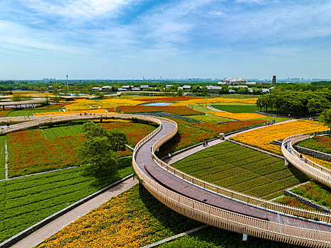 江苏省宿迁市,衲田花海,迎客来