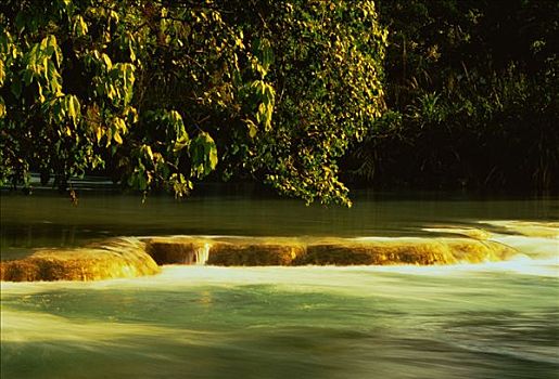树,河,水,国家公园,恰帕斯,墨西哥