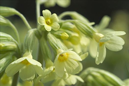 莲香报春花,黄花九轮草