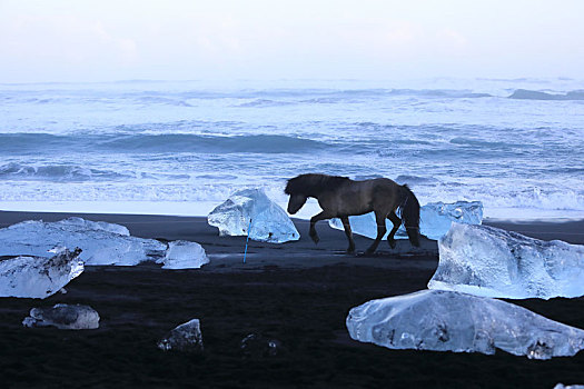 冰岛马