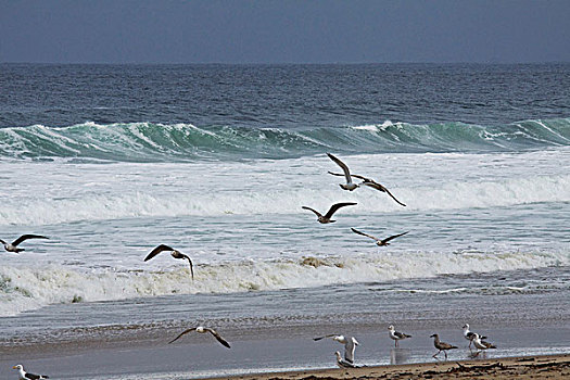 海鸥,海浪,空中,蒙特利湾,美国