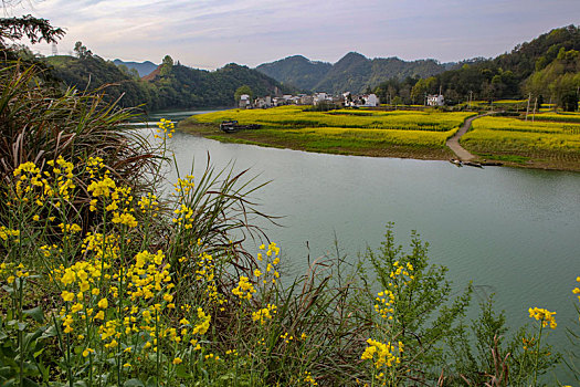 新安江,安徽,河流,春天,油菜花,种植,农村,农业,村庄,弯曲,色彩