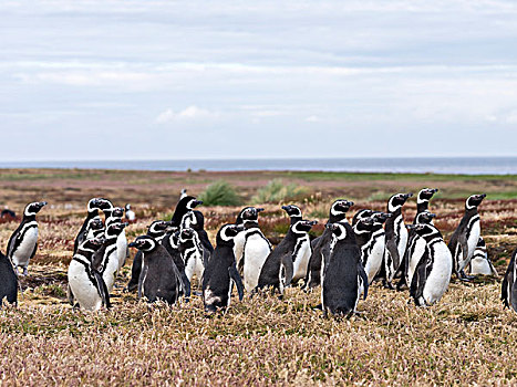 麦哲伦企鹅,小蓝企鹅,群,南美,福克兰群岛,大幅,尺寸
