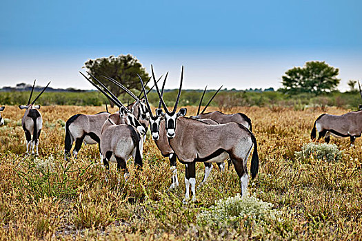 牧群,公羊,羚羊,博茨瓦纳,南非,非洲