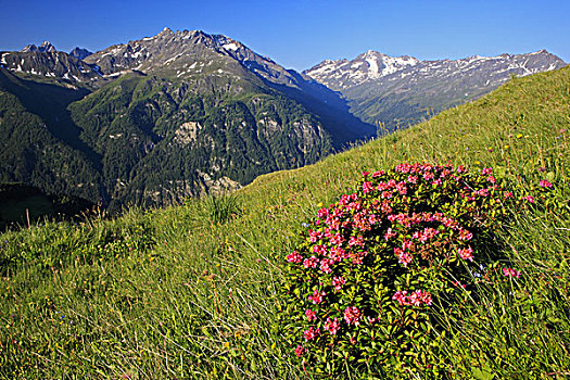 奥地利,卡林西亚,高,陶安,国家公园,高山,玫瑰,杜鹃花属植物,一堆,多