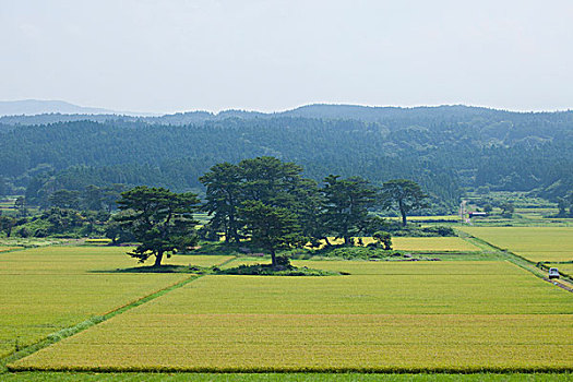 乡村,秋田