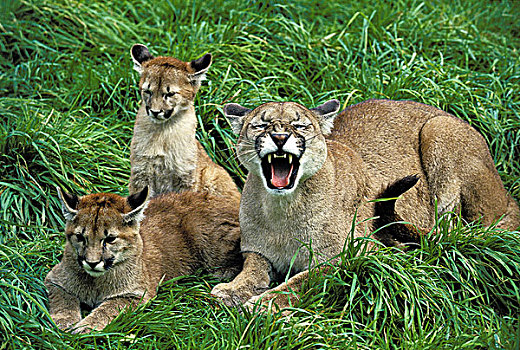 美洲狮,雌性,狰狞,防护,幼兽