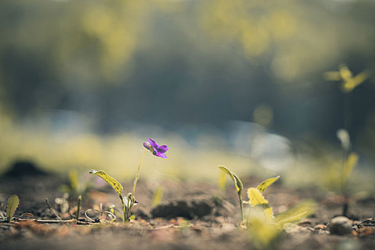 紫花地丁