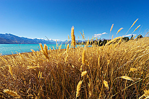 草地,靠近,湖,夏天,晴天,新西兰