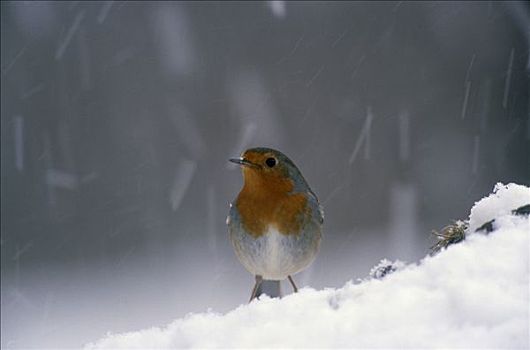 知更鸟,雪中