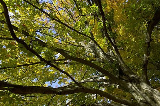 公园,树,秋天,秋叶,慕尼黑