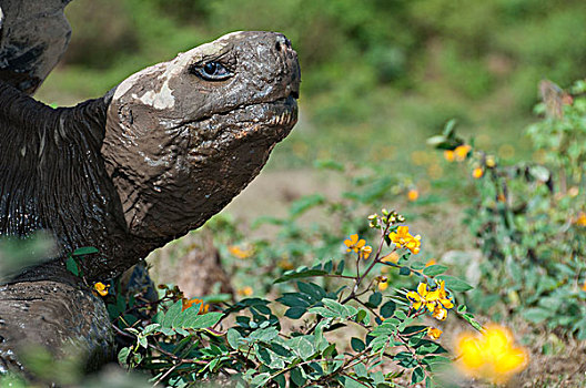 阿尔斯多火山海岛陆龟,加拉巴哥象龟,遮盖,泥,伊莎贝拉岛,加拉帕戈斯群岛,厄瓜多尔